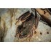 Rana Gigante Campanilla - Litoria aurea